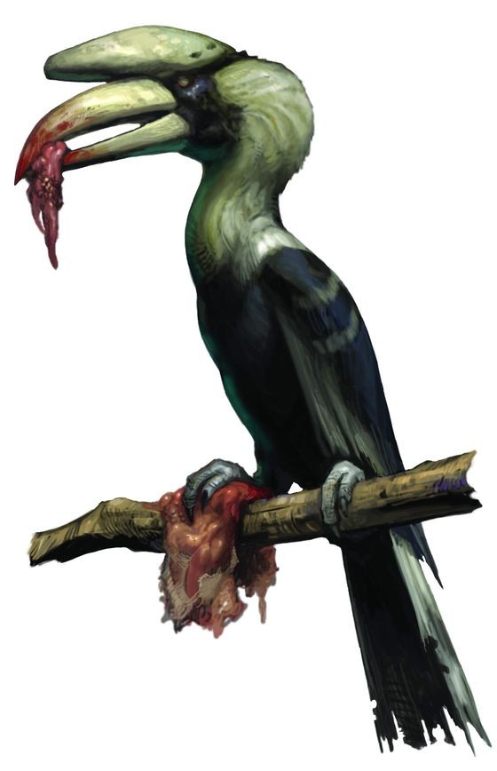hornbill.jpg