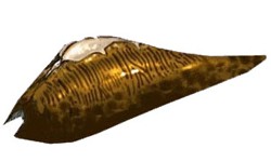 leech.jpg